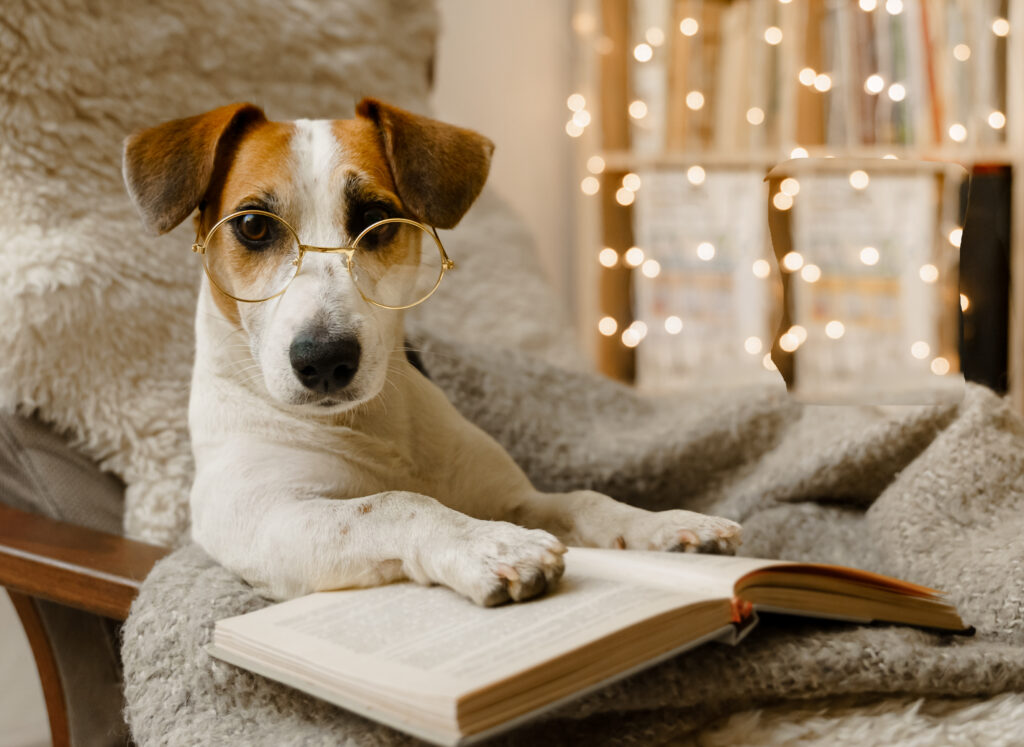 Smart dog in glasses, sits with a book in a chair.